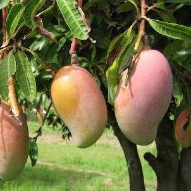 Pairi Mango - Payari Mango - Mad Over Mangoes